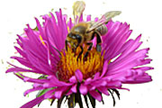 Bienen und Schmetterlinge