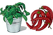 Kräuter und Gewürze