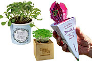 Pflanztöpfchen und Geschenkboxen