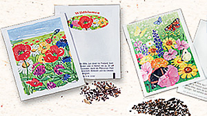 Wildblumensamen 