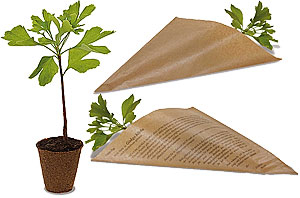 Ein Ginkgo Biloba in der Spitztüte