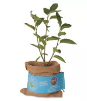 Felsenbirne im Cellulose-Container