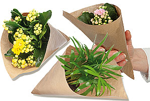 Kleine Spitztüte mit Kalanchoe oder Bergpalme