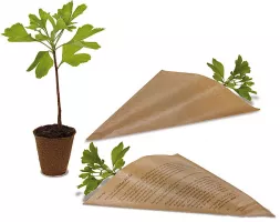 Ein Ginkgo Biloba in der Spitztüte