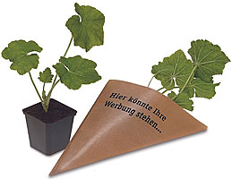 Stockrose in einer Spitztüte