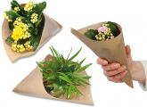 Kleine Spitztüte mit Kalanchoe oder Bergpalme